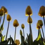 La bolla dei tulipani - Cos'è e perché è scoppiata